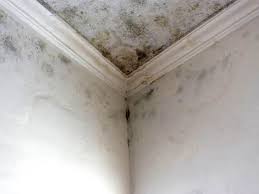 Best Environmental Consulting for Mold Prevention  in Alturas, CA