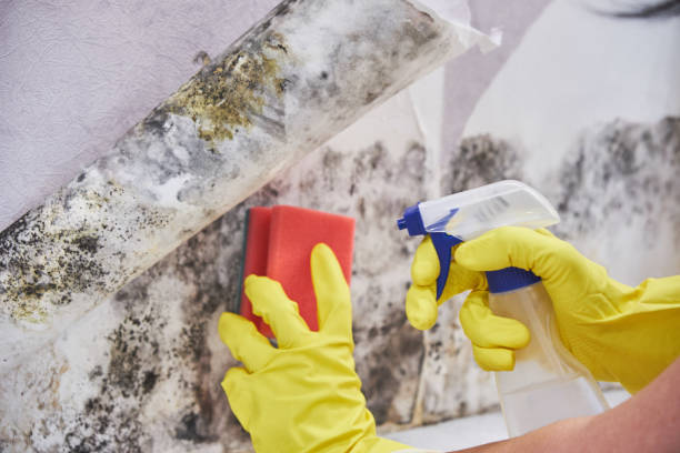 Biohazard Mold Removal in Alturas, CA